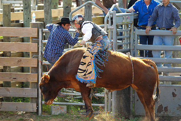 Bull Riding-222