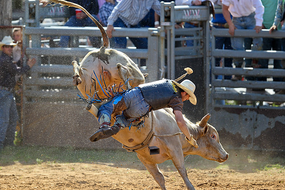 Bull Riding-111
