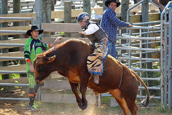 Bull Riding-224