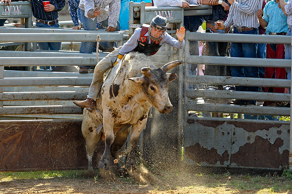 Bull Riding-150