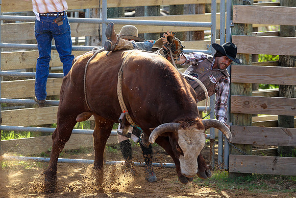 Bull Riding-243