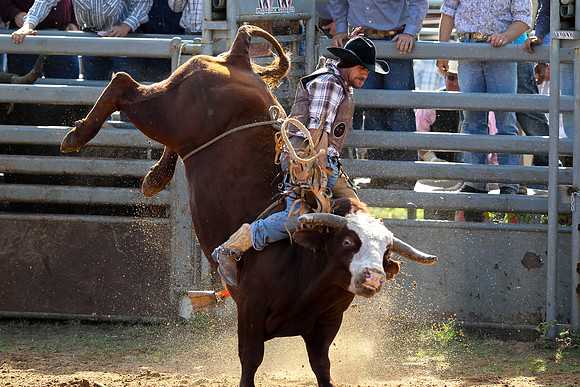 Bull Riding-239