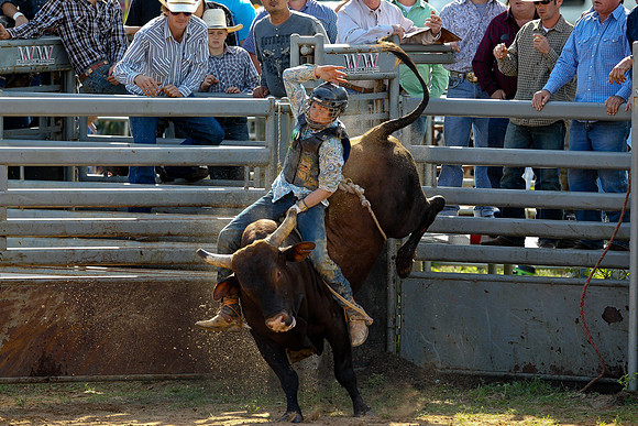 Bull Riding-133