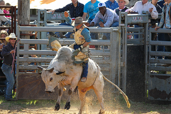 Bull Riding-180