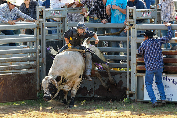 Bull Riding-115