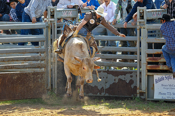 Bull Riding-105