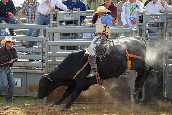 Bull Riding-264