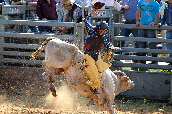 Bull Riding-248