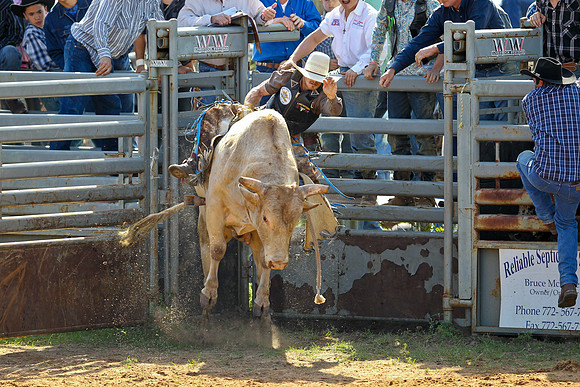 Bull Riding-104