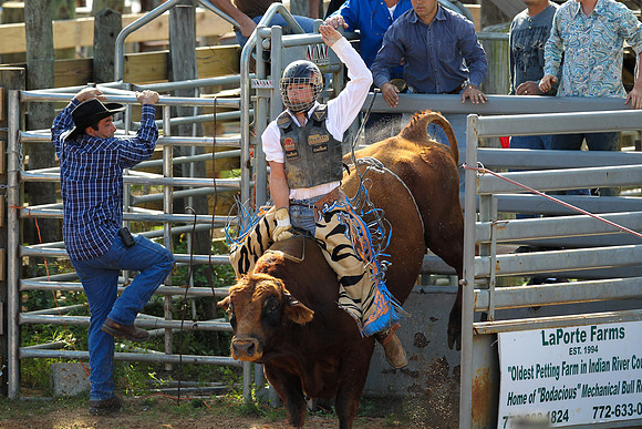 Bull Riding-218