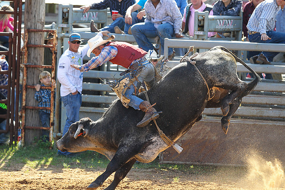 Bull Riding-199