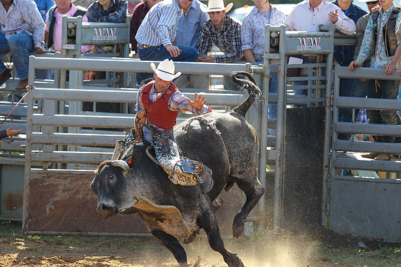 Bull Riding-196