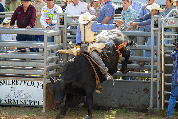 Bull Riding-263