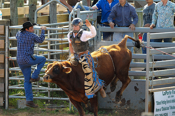 Bull Riding-219