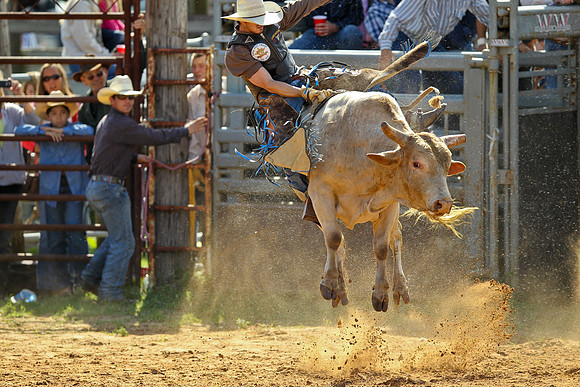 Bull Riding-109