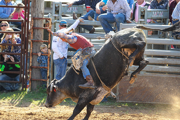 Bull Riding-200