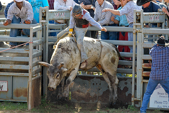 Bull Riding-146