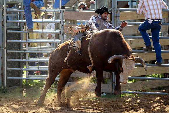 Bull Riding-242