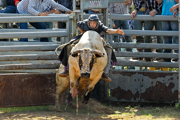 Bull Riding-116