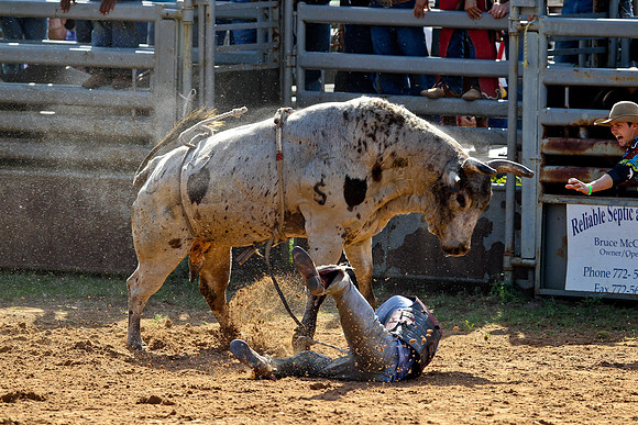 Bull Riding-163