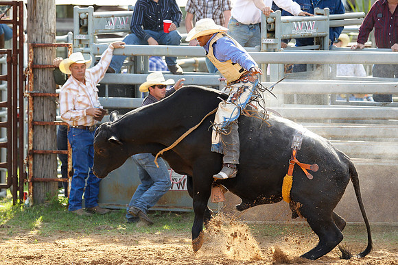 Bull Riding-266