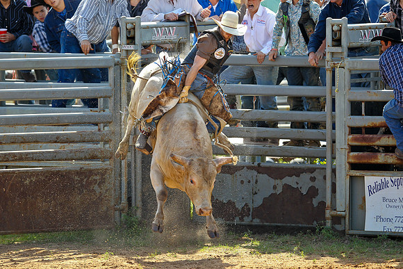 Bull Riding-106