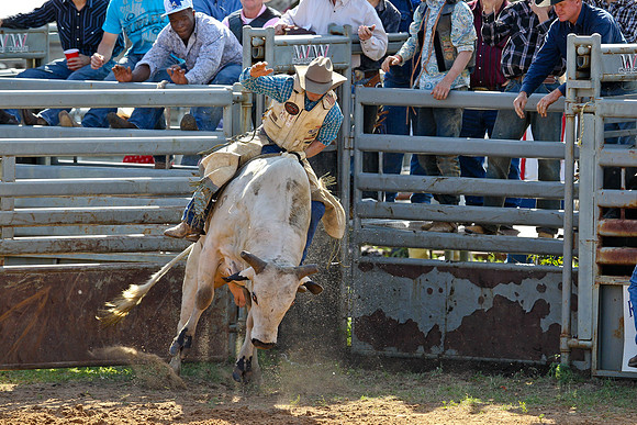 Bull Riding-166