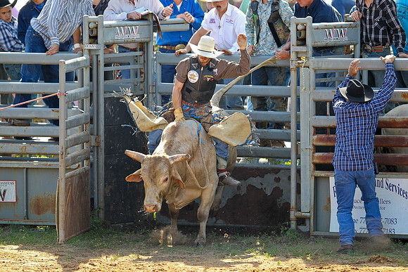 Bull Riding-101