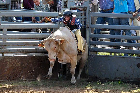 Bull Riding-244