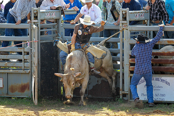 Bull Riding-100