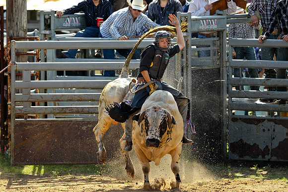 Bull Riding-119