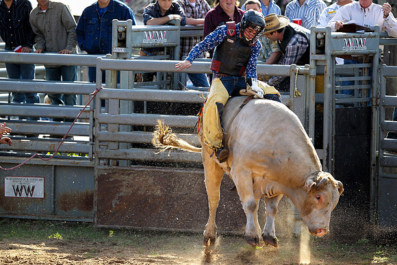 Bull Riding-247