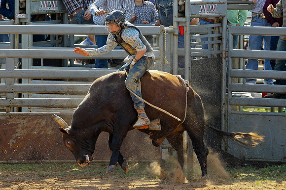 Bull Riding-135