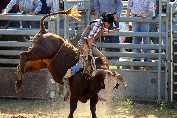 Bull Riding-240