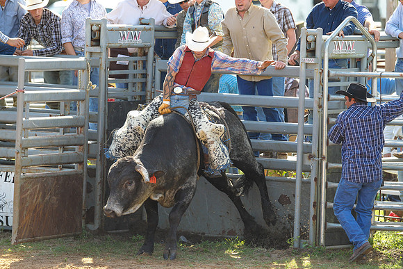 Bull Riding-191