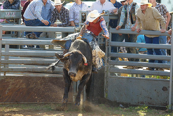 Bull Riding-193