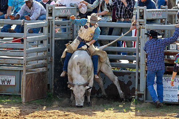 Bull Riding-164
