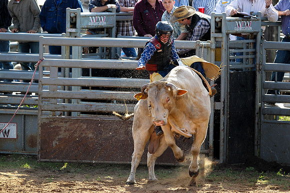Bull Riding-245
