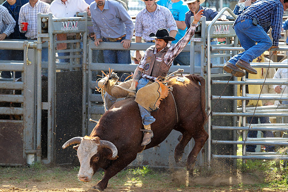 Bull Riding-237
