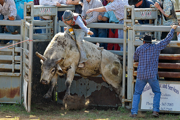 Bull Riding-145