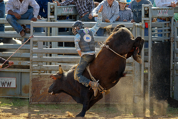 Bull Riding-136