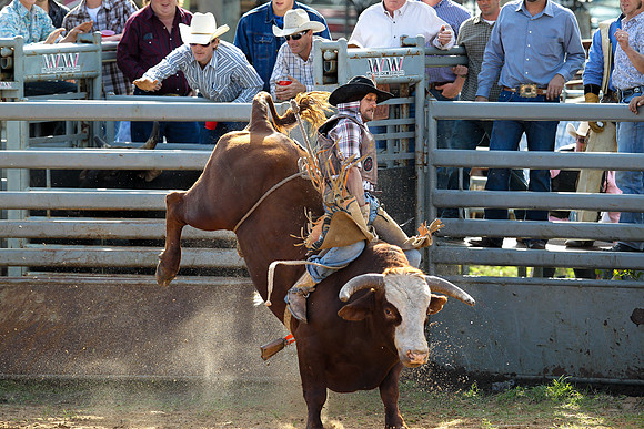 Bull Riding-234