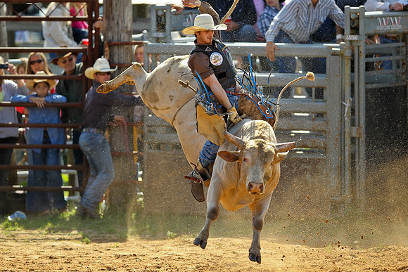 Bull Riding-110