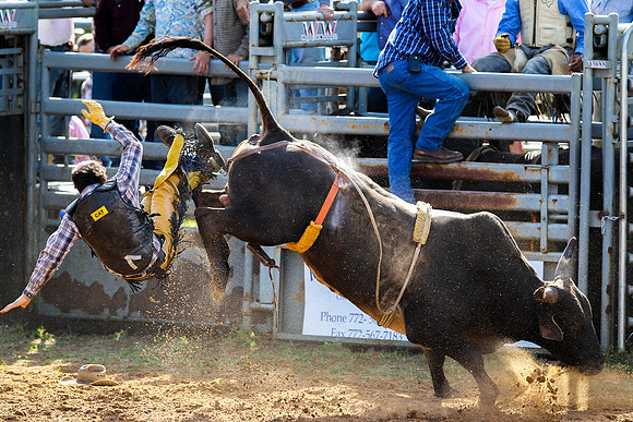 Bull Riding-261