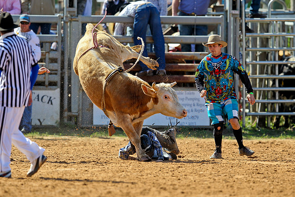 Bull Riding-6
