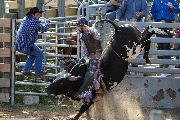 Bull Riding-210