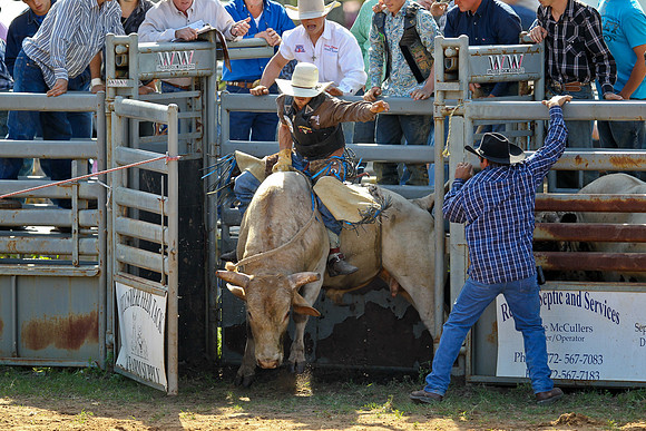 Bull Riding-99