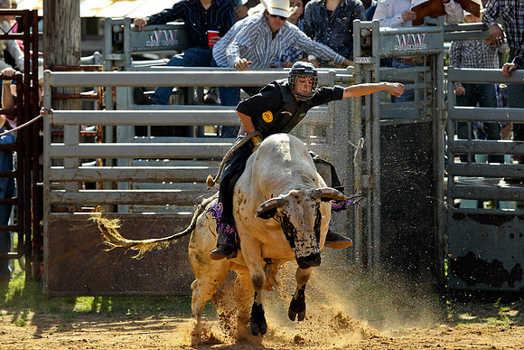 Bull Riding-120