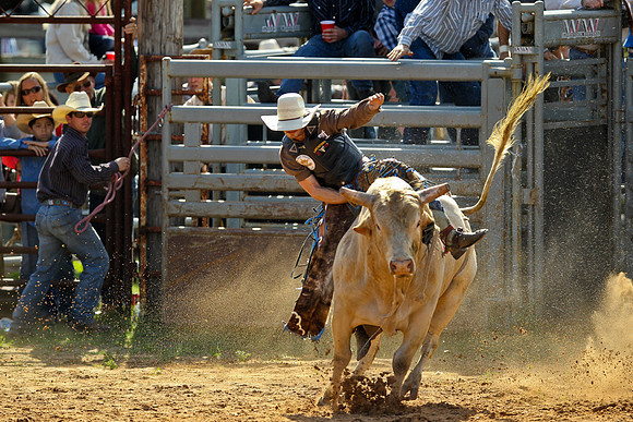 Bull Riding-108