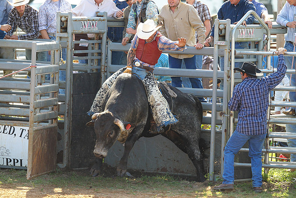 Bull Riding-190